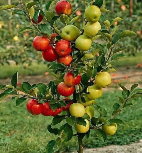 Apple Plant